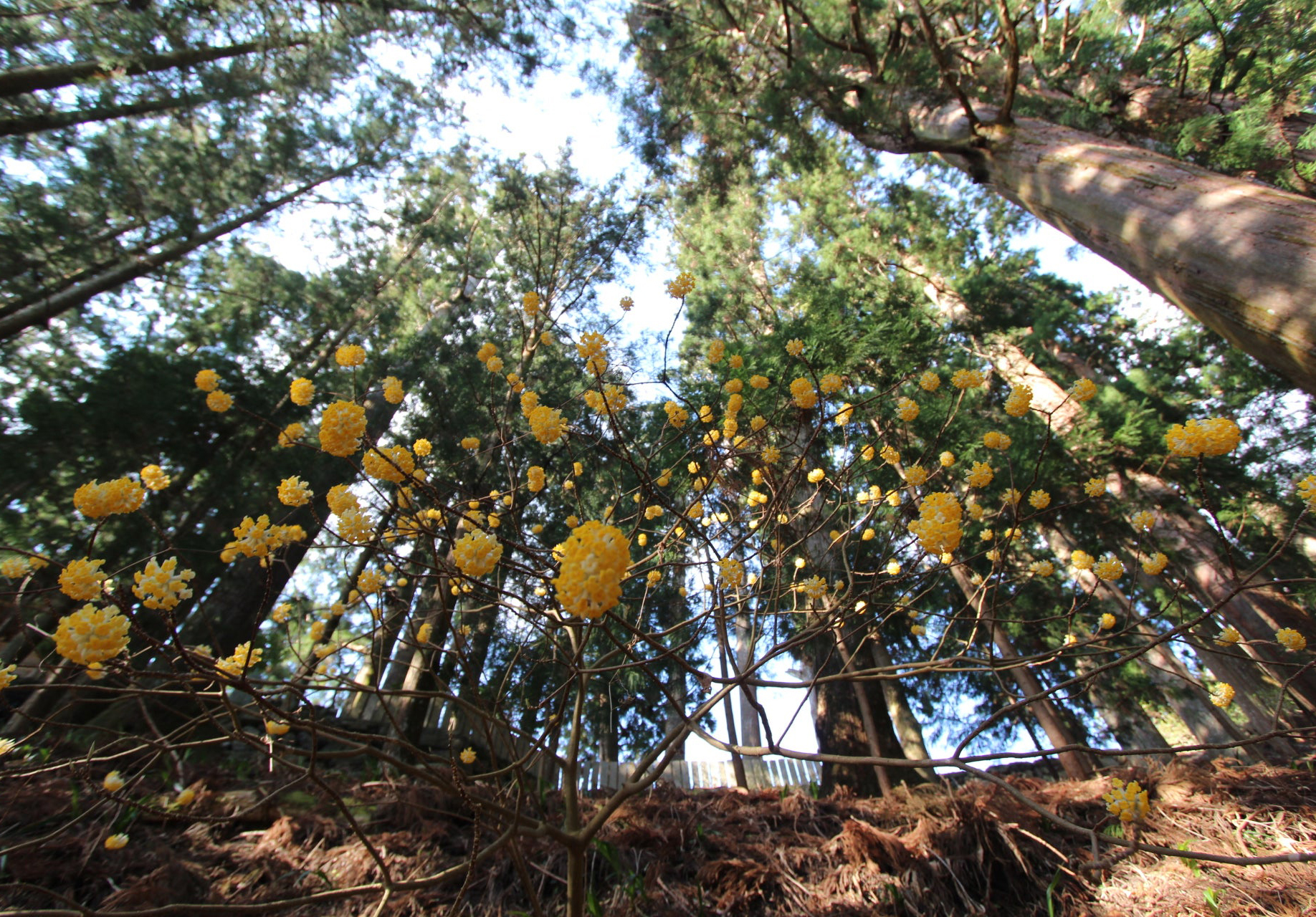 野倉の里 ミツマタの森