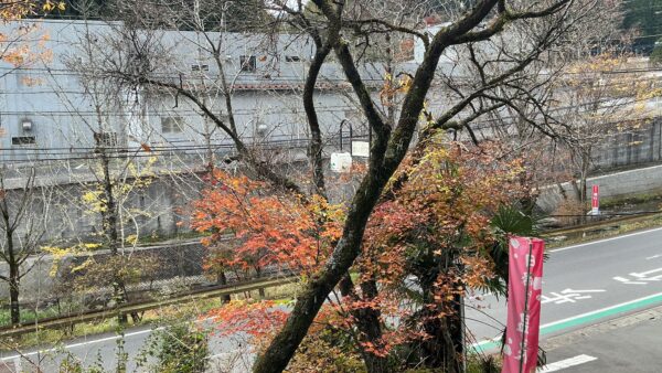 🍁 九重紅葉キャンプ：絶景と焚き火であったか体験！