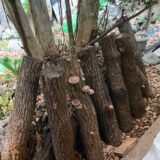 今秋最初の椎茸