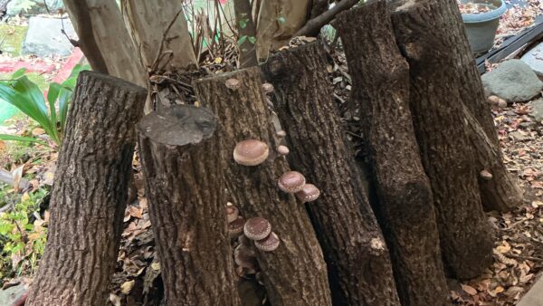 今秋最初の椎茸